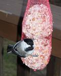 Pictures/chickadee.JPG