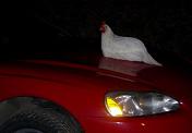 Pictures/chickenOnCar.JPG