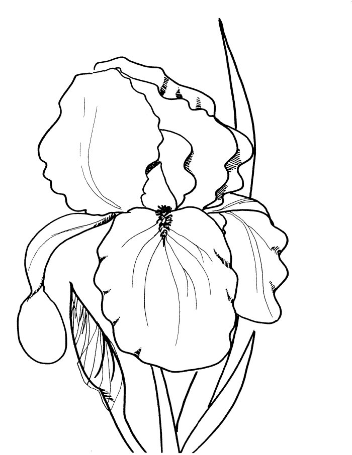 Spring coloring pages