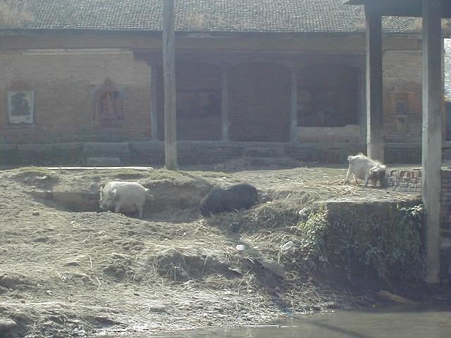 pigs