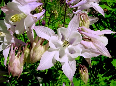 Pink Columbine