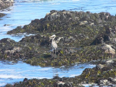 Heron at the tidal pool