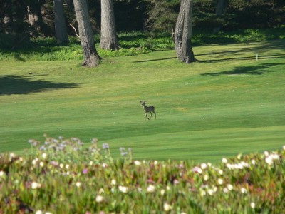 Deer on the Golf Course