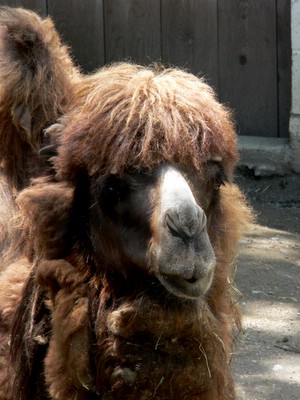 Bactrian Camel on a bad-hair day.