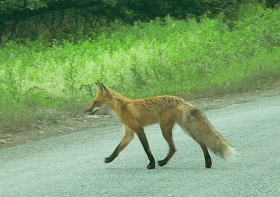Fox on Chenango Lake Road