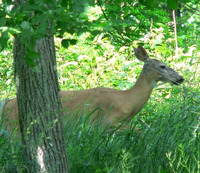 White tail deer at a house in the woods
