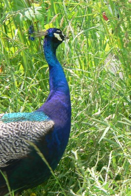 Peacock at a farm