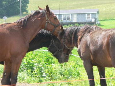 horses chatting