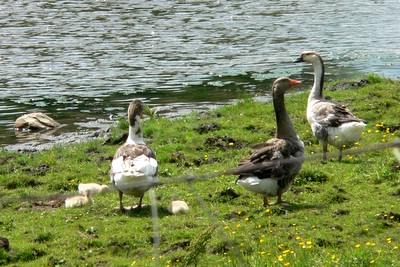 geese at a farm pond