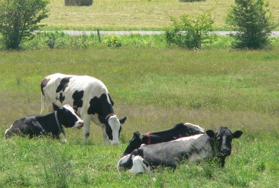 cows