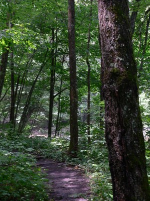 Trail at Pixley Falls