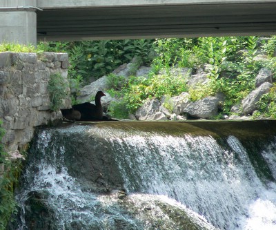 Goose under bridge at Oriskany Falls