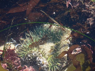 tidal pool close up