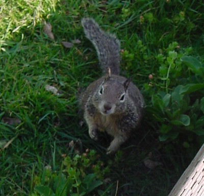 Squirrel