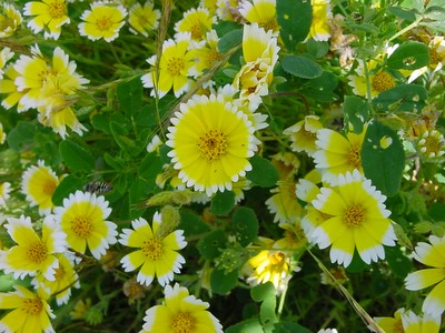 yellow with white edge flower