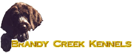 Brandy Creek Logo 2