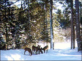 Photo: Deer herd in winter