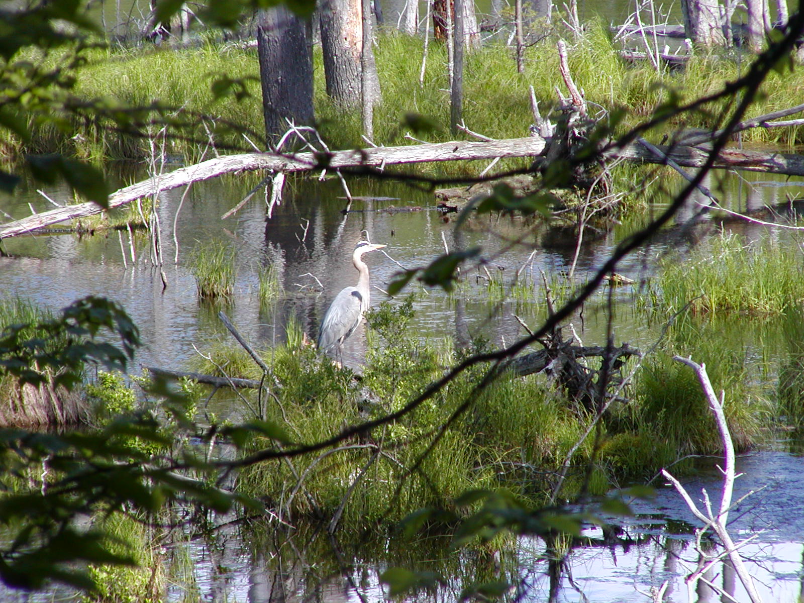 Wading Blue Heron