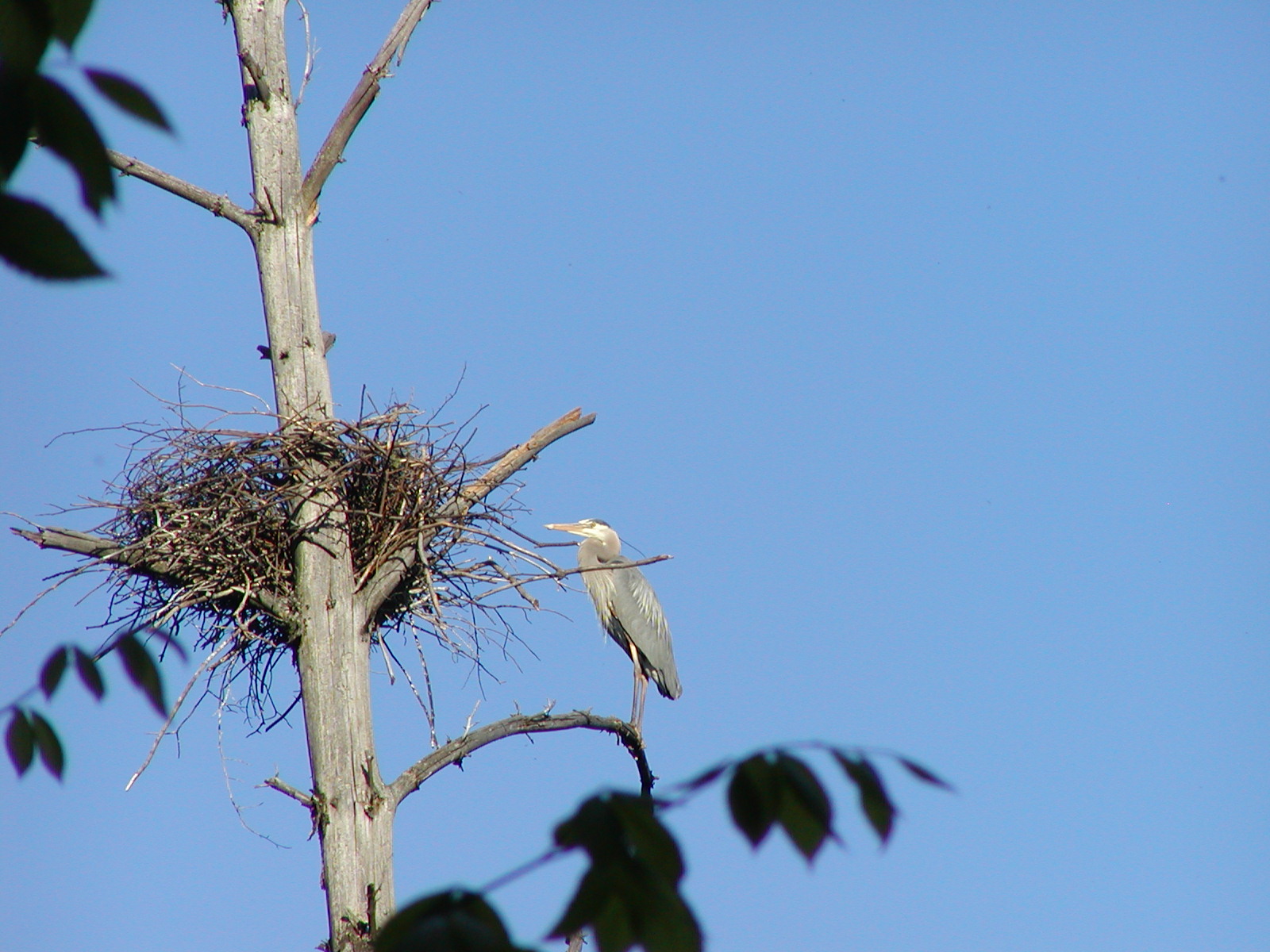 Adult Blue Heron on watch
