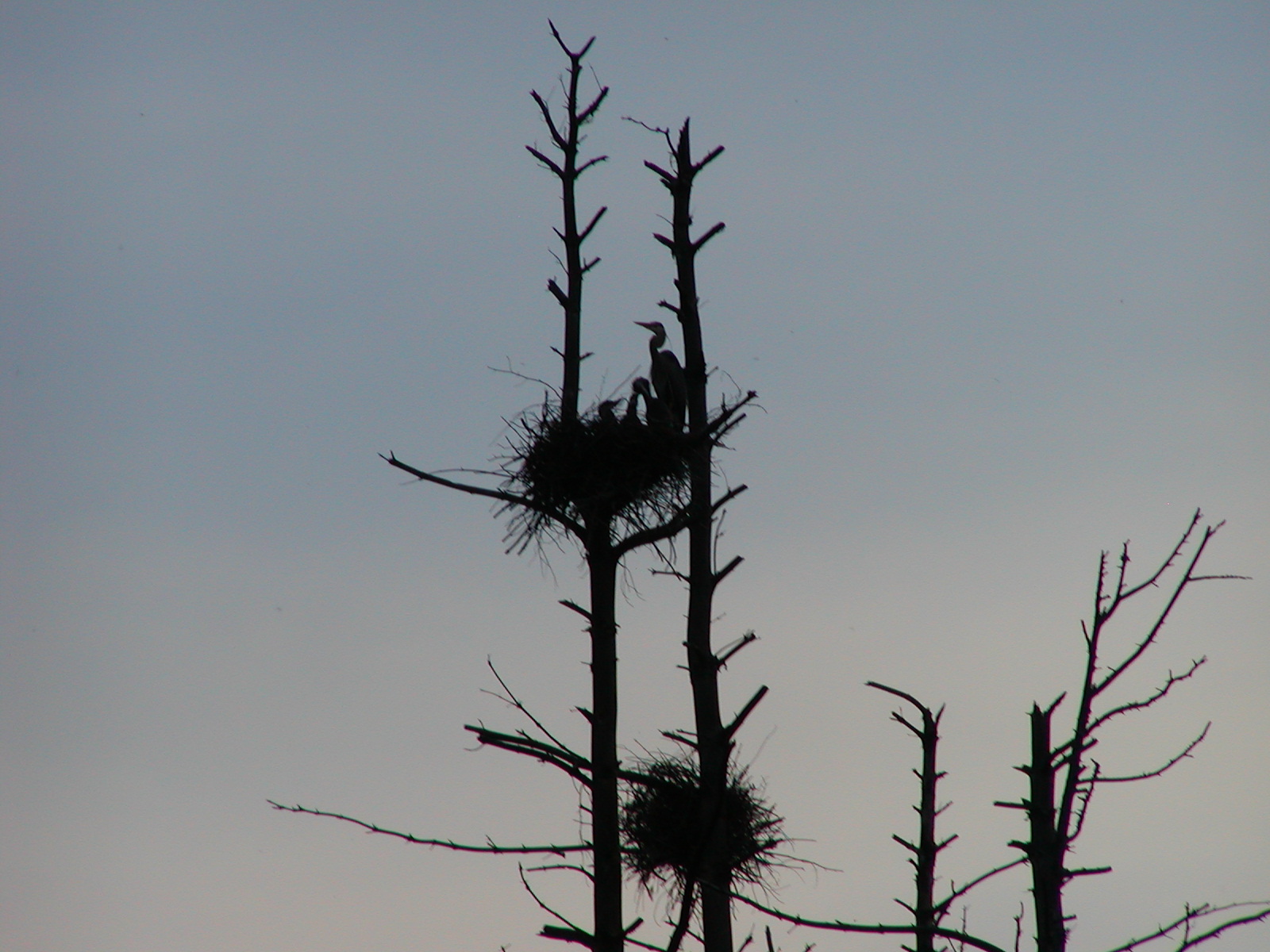 Young Blue Herons in the nest