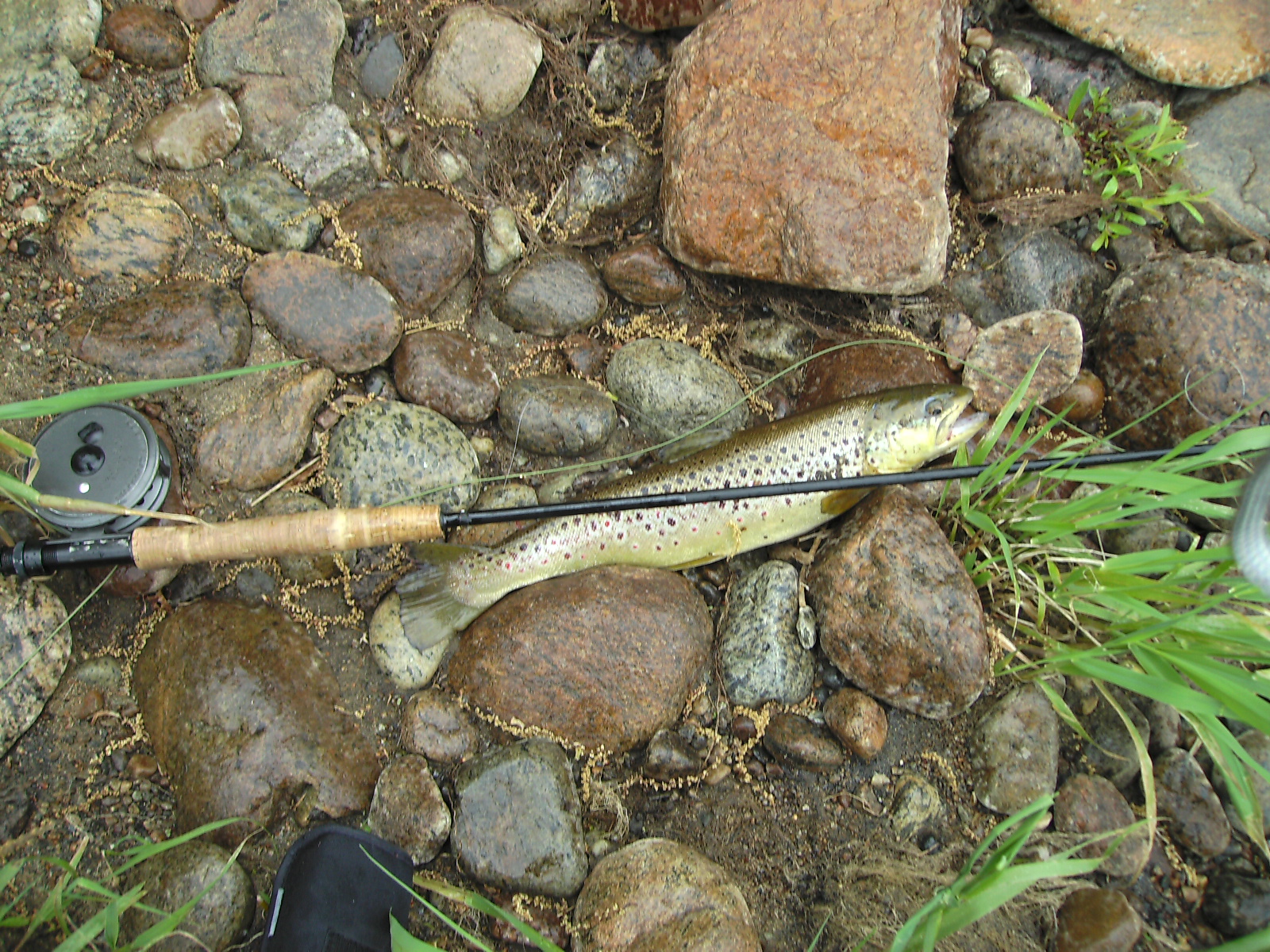 Brown trout