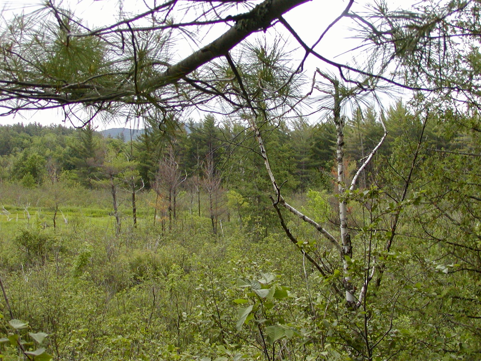View  from observation platform