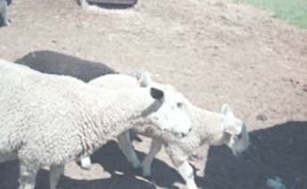 2sheep.jpg (11105 bytes)