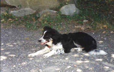 border collie pic 1