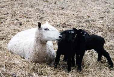 Border Leicesters pic 1