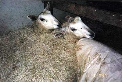 Border Leicesters pic 2