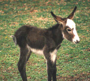 Guard donkey baby pic1