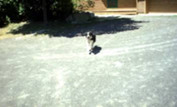 border collie pic 2