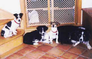 jack russek terriers, and border collie pic 1