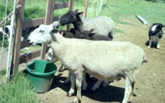 Blue-faced Leicesters pic 2