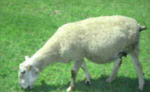 Blue-faced Leicesters pic 1