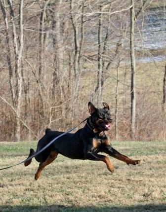 schutzhund rottweiler schutzhund rottweilers bruceton mills wv schutzhund rottweiler schutzhund rottweilers bruceton mills wv