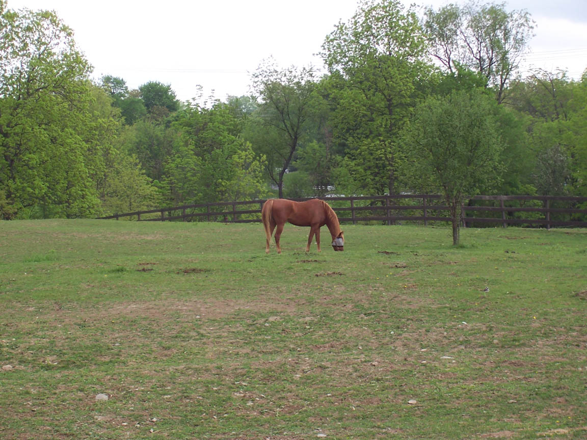 Horses 003