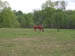 Horses 003
