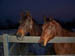 Willoughby and Cayman 012