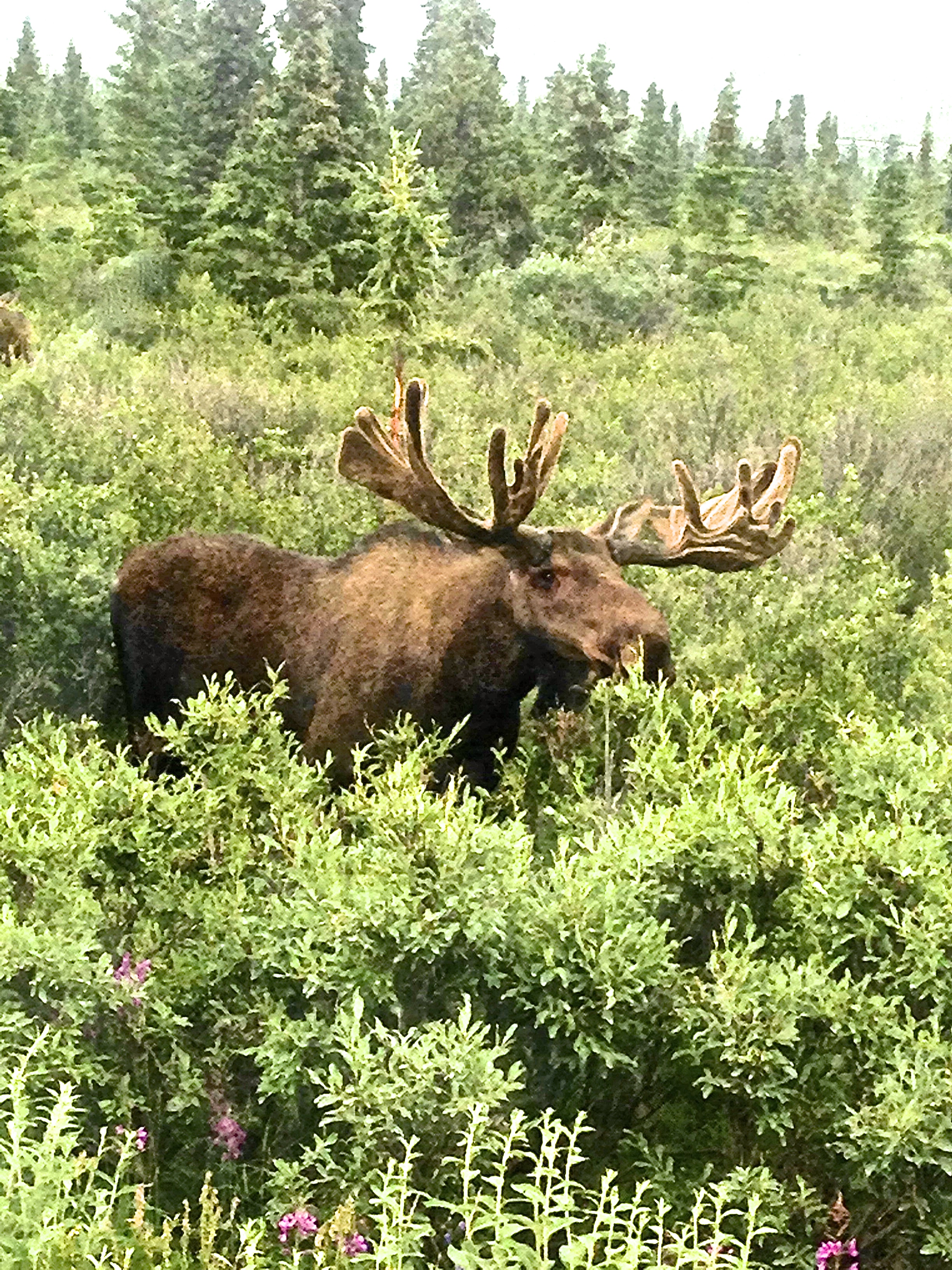 Alaskan Moose