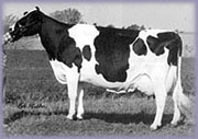Glenridge Citation Roxy B&W3.jpg (14169 bytes)