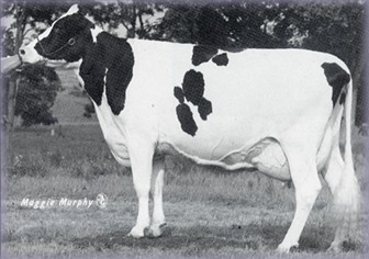 Hanoverhill Star Roxy-ET.jpg (26794 bytes)