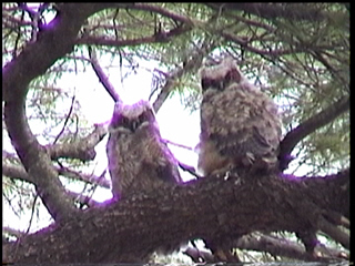 Owls