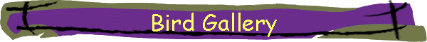 Bird Gallery