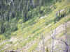 We saw a 3/4 curl Ram run into these trees!!!
