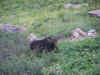 Encounter with a Bull Moose.