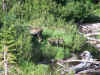 Mama and calf moose