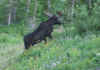 Nice bull and still in velvet.