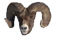 bighorn3.gif (5449 bytes)