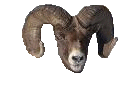 bighornmirror3.gif (5422 bytes)